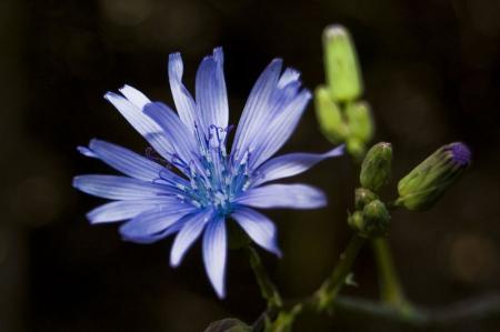 Sur les pentes du Mt Mezenc