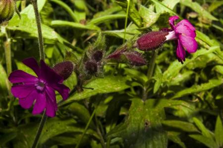 Sur les pentes du Mt Mezenc